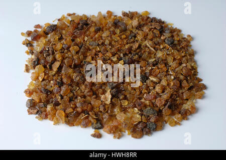 Commiphora molmol hi-res stock photography and images - Alamy