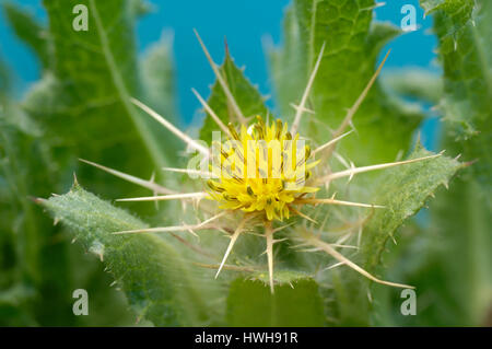 Blessed Thistle, Holy Thistle, Saint Benedict thistle, spotted thistle, cardin, bitterly thistle, blest cardus, blest thistle, Cnicus benedictus, Bene Stock Photo