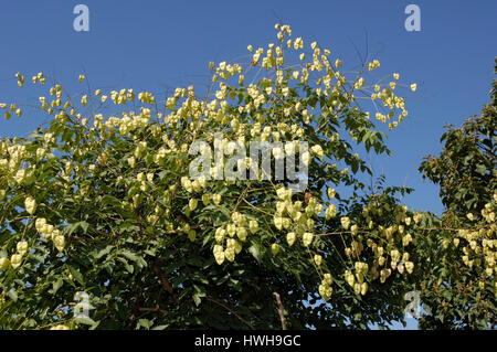 Golden Raintree, Koelreuteria paniculata Rispiger bubble tree, capsule fruits in the tree soap tree plants, Sapindaceae, Golden margin Tree, Panicled  Stock Photo