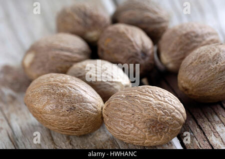 Nutmegs, Myristica fragrans nutmeg nutmeg plants, Myristicaceae, inside, studio, indoor, Nutmegs / (Myristica fragrans) / Muskatnuesse / Muskatnussgew Stock Photo