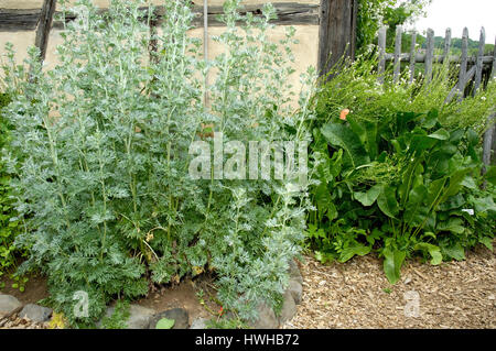 Wormwood and Horseradish, Artemisia absinthium, Armoracia rusticana, vermouth, absinthe and Merrettich, Artemisia absinthium, Armoracia rusticana herb Stock Photo