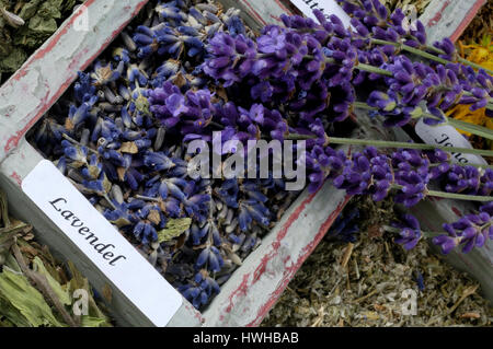 Lavender, dried, Lavandula angustifolia, real lavender, dryly, Lavandula angustifolia , dried / (Lavandula angustifolia) | Echter Lavendel, getrocknet Stock Photo