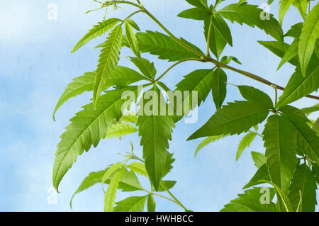 Cut-Leaf Chastetree, Cut-Leaf Vitex, Vitex negundo heterophylla, monk's pepper, cinesischer, Vitex negundo heterophylla Chinese monk's pepper  , Cut-L Stock Photo