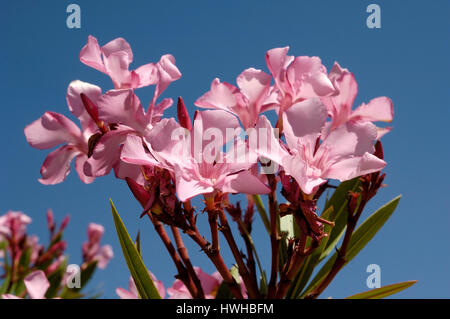 Oleander blossoms, Nerium oleander, oleander, blossoms, Nerium oleander  , Oleander blossoms / (Nerium oleander) | Oleander, Blueten / (Nerium oleande Stock Photo