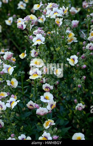 Nemesie Sunsatia mango, Nemesia strumosa, elf's mirror, Nemesie Sunsatia mango, Nemesia strumosa  , Nemesie 'Sunsatia Mango' / (Nemesia strumosa) | El Stock Photo