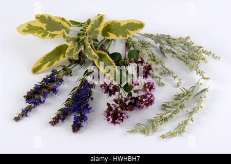 Oregano, Mugwort, Hyssop, Common legend Icertina, Origanum vulgare, Artemisia vulgaris, Hyssopus officinalis, Salvia officinalis, Dost, Ysop, sagebrus Stock Photo