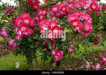Climbing rose Dortmund, Rose spec., climbing rose Dortmund, Rose spec.  , Climbing Rose 'Dortmund' / (Rosa spec.) | Kletterrose 'Dortmund' / (Rosa spe Stock Photo