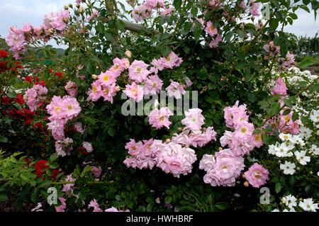 Shrub rose armada, Rose spec., shrub rose armada, Rose spec.  , Shrub Rose 'Armada' / (Rosa spec.) | Strauchrose 'Armada' / (Rosa spec.) / Stock Photo
