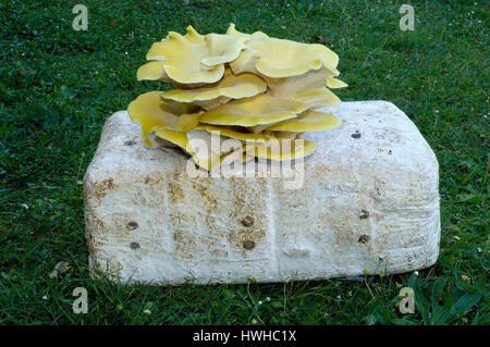 Branching Oyster, Pleurotus cornucopiae, lime mushroom, Pleurotus cornucopiae yellow oyster mushroom, food mushroom, Branching Oyster / (Pleurotus cor Stock Photo