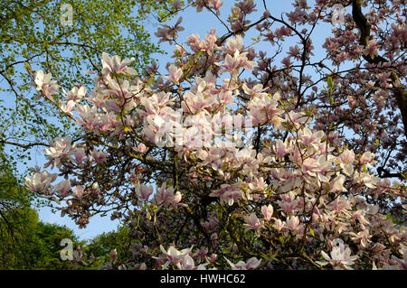 Sow's cerium magnolia, Magnolia x soulangiana, tulip magnolia, garden magnolia, Magnolia x soulangiana  , Saucer magnolia / (Magnolia x soulangiana) | Stock Photo