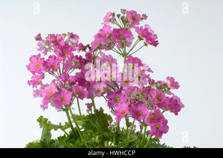 Fairy prime rose, Primula malacoides, lilac or floors primrose, Primula malacoides  , Fairy Primrose / (Primula malacoides) | Flieder- oder Etagenprim Stock Photo