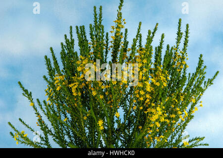 Daisy Bush, Euryops virgineus, yellow shrub marguerite, Euryops virgineus , Daisy Bush / (Euryops virgineus) | Gelbe Strauchmargarite / (Euryops virgi Stock Photo