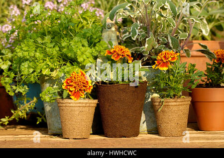 Young plants, French marigold and thyme, Thymus citriodorus, plant cultivation, French marigold, Studenblume and thyme, Thymus citriodorus  , tagetes  Stock Photo