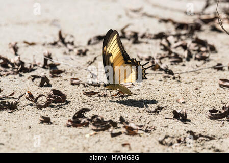 A mudpuddling Androgeus Swallowtail (Papilio androgeus) at Guacamaya, Chiapas State, Mexico Stock Photo