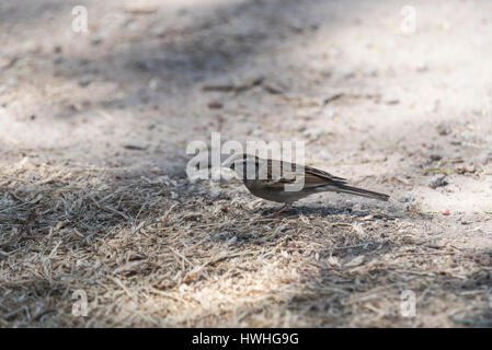 A Chipping Sparrow foraging on the ground in Mexico State, Mexico Stock Photo