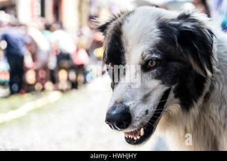 Dog (Scientific name: Canis lupus familiaris) observing the Easter Week Celebration in Antigua, Guatemala. Stock Photo