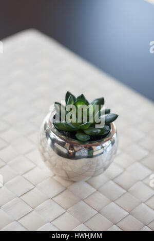 Close up of green small succulent in silver pot on white woven mat with blurred blackground Stock Photo
