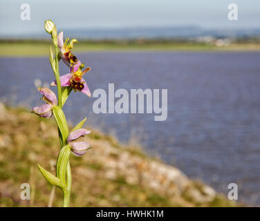 Bee orchid Ophrys apifera at Sand Point on the coast of North Somerset UK Stock Photo