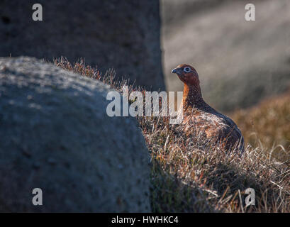 Female red grouse (Lagopus scoticus) amongst millstone grit rocks on the heather moorlands of Kinder Scout in the Derbyshire Peak District Stock Photo
