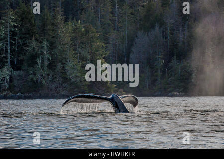 Diving Humpback Stock Photo