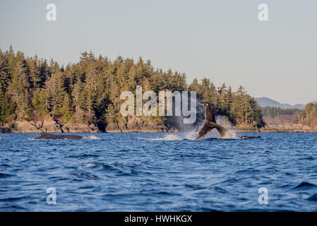 Humpback Whale Tale Stock Photo