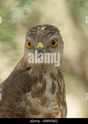 shikra (Accipiter badius) , Ahmedabad, Gujarat, India Stock Photo