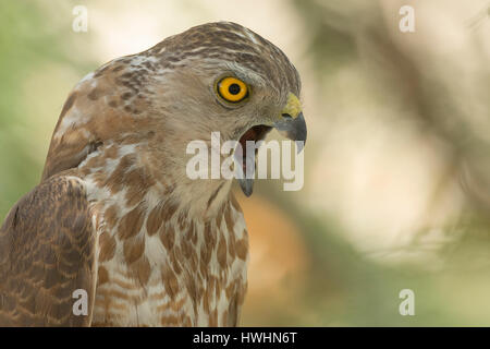 shikra (Accipiter badius) , Ahmedabad, Gujarat, India Stock Photo