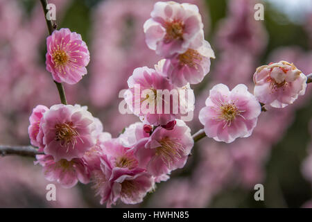 Japanese plum trees or ume are sometimes referred to as Japanese apricot has played an important role in the context of Japanese culture for many cent Stock Photo