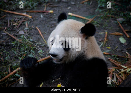 A Giant panda (Ailuropoda melanoleuca) chews on some bamboo at Chengdu Panda Sanctuary in China Stock Photo