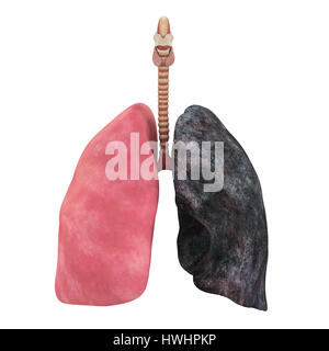 Healthy Lung and Smokers Lung Stock Photo, Royalty Free Image ...