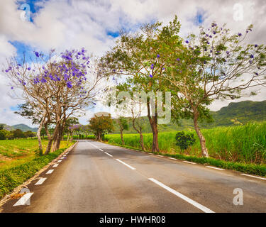 Trees in bloom and sugar cane plantations on a quite road among green hills landscape, Mauritius Stock Photo