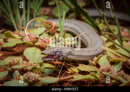 Burton's Snake-lizard (Lialis burtonis) Stock Photo