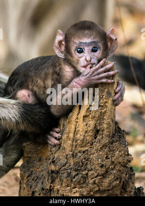 Adorable Baby Monkey Stock Photo