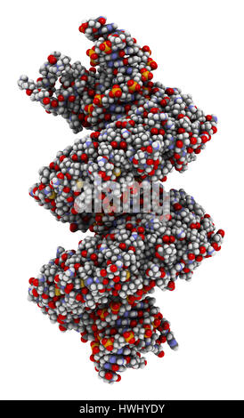Gene activator protein. Molecular model of catabolite gene activator ...