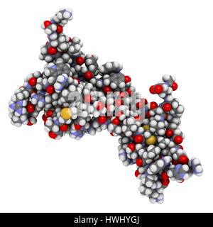 Brain-derived neurotrophic factor (BDNF) protein molecule. Cartoon ...