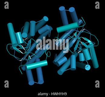 Cellulase (Endoglucanase Cel6B from Humicola insolens) cellulose breakdown enzyme. Cellulase enzymes are used in laundry detergents. Cartoon represent Stock Photo
