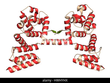 Dystrophin muscle protein domain (N-terminal actin binding domain). Defects cause Duchenne muscular dystrophy (DMD). Cartoon representation with secon Stock Photo