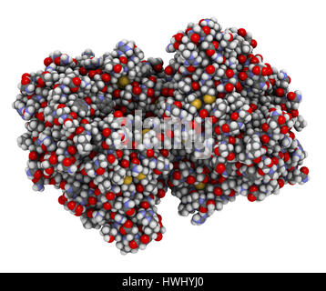 Cellulase (Endoglucanase Cel6B from Humicola insolens) cellulose breakdown enzyme. Cellulase enzymes are used in laundry detergents. Atoms are represe Stock Photo