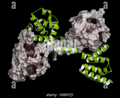 Dystrophin muscle protein domain (N-terminal actin binding domain). Defects cause Duchenne muscular dystrophy (DMD). Cartoon representation combined w Stock Photo