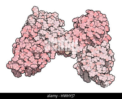 Dystrophin muscle protein domain (N-terminal actin binding domain). Defects cause Duchenne muscular dystrophy (DMD). Atoms are represented as color co Stock Photo