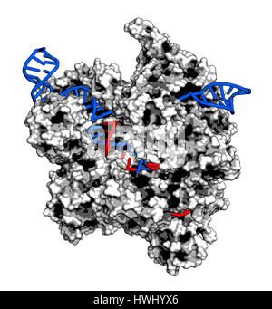 CRISPR-CAS9 gene editing complex from Streptococcus pyogenes. The Cas9 nuclease protein uses a guide RNA sequence to cut DNA at a complementary site.  Stock Photo