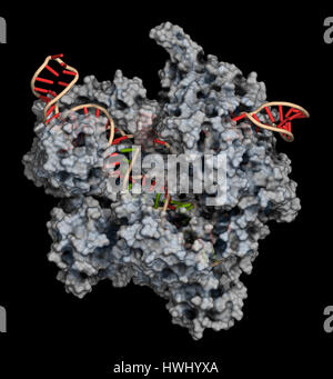 CRISPR-CAS9 gene editing complex from Streptococcus pyogenes. The Cas9 nuclease protein uses a guide RNA sequence to cut DNA at a complementary site.  Stock Photo