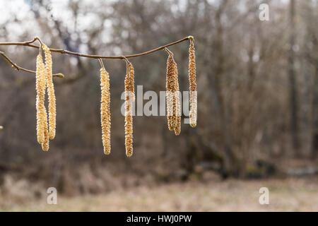 Springtime with closeup on hanging hazel catkins Stock Photo
