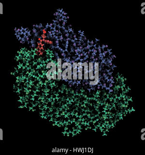 Dabigatran antidote protein bound to dabigatran. Structure of an antibody-fragment (Fab) that binds the anticoagulant dabigatran, neutralizing its eff Stock Photo