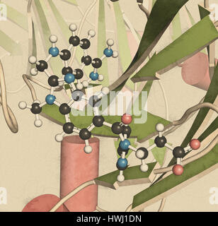 Dabigatran antidote protein bound to dabigatran. Structure of an antibody-fragment (Fab) that binds the anticoagulant dabigatran, neutralizing its eff Stock Photo