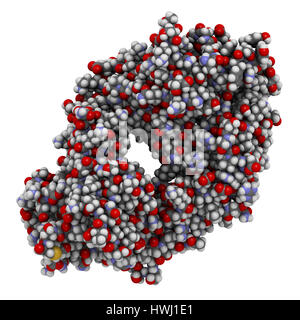 Dabigatran antidote protein bound to dabigatran. Structure of an antibody-fragment (Fab) that binds the anticoagulant dabigatran, neutralizing its eff Stock Photo