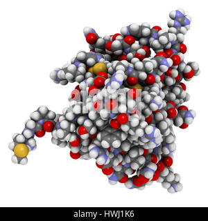 Interleukin 13 (IL-13) cytokine protein. 3D illustration. Atoms shown as spheres with conventional color coding. Stock Photo