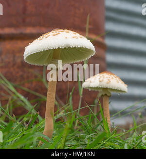 Wet weather, two 2 mushrooms growing after rain Stock Photo