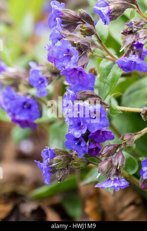 Blue flowers of the spring blooming lungwort, Pulmonaria 'Blue Ensign', are held above unspotted foliage Stock Photo