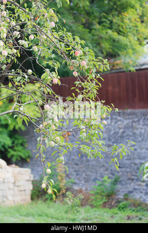 Apple tree branch with lot of apples on it over blurred stone wall Stock Photo